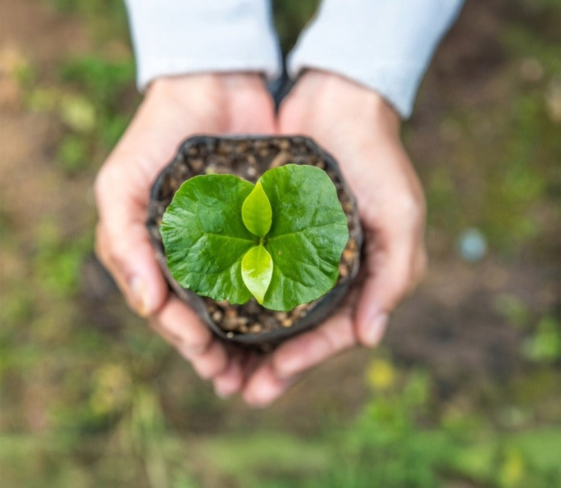Sustainable Coffee Beans Home